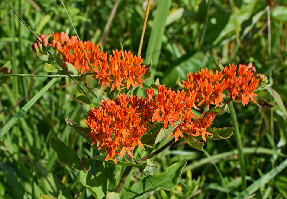 Orange flowers on butterfly weed plant