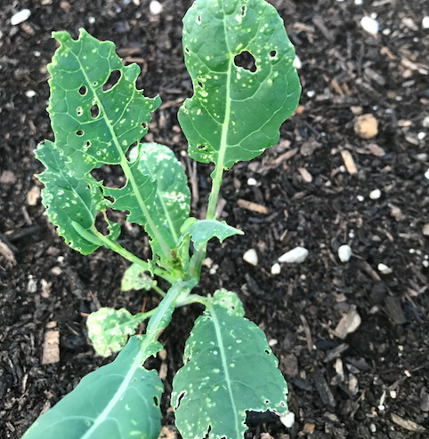 Flea beetle insect damage on kale plant