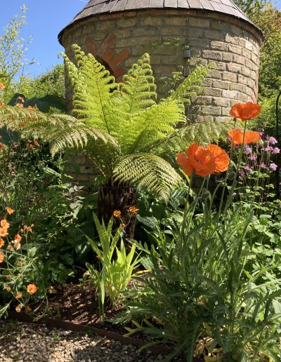 Orange flowers and green plant around garden shed in Ireland