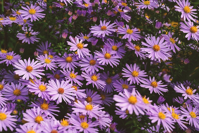 Bunch of Purple Aster