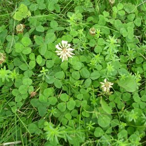 White clover flowers in green lawn