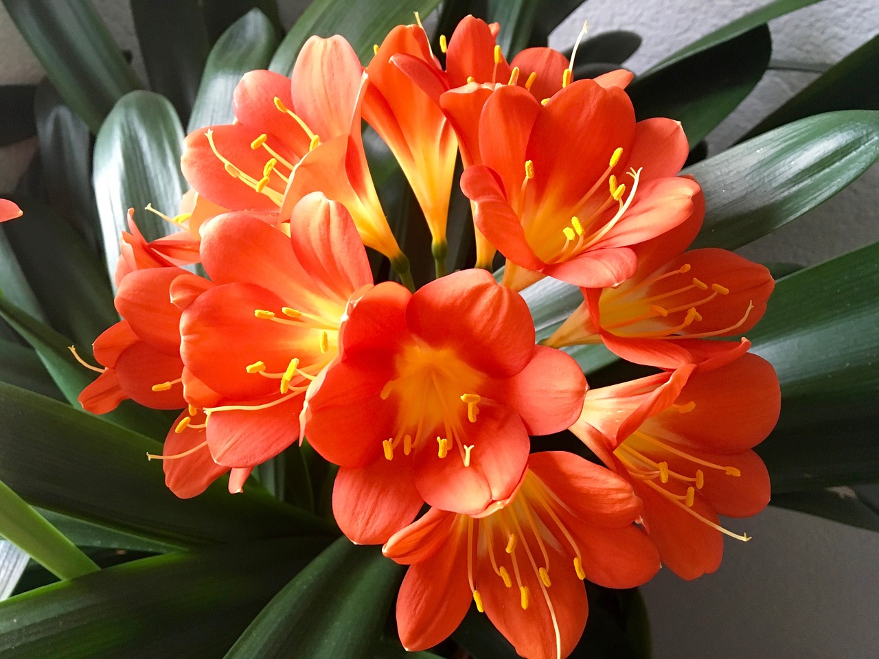 Clivia orange flowers copy
