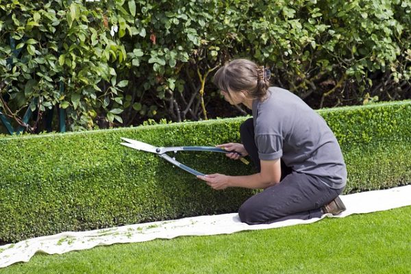 How to Prune Shrubs and Trees Webinar