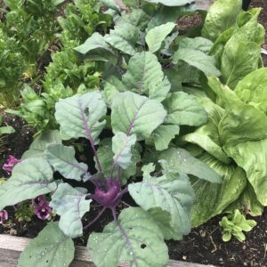 Small Space Vegetable Gardening Webinar