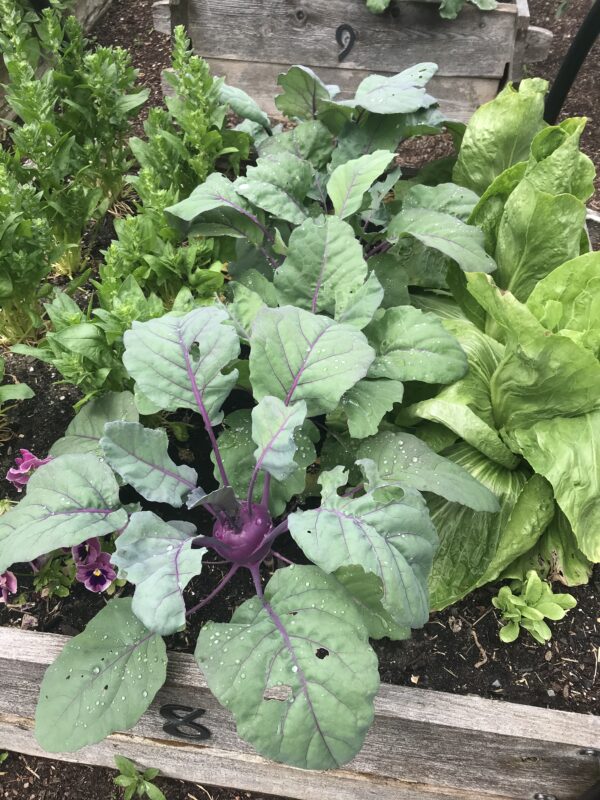 Small Space Vegetable Gardening Webinar