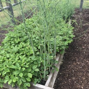The Continuous Vegetable Garden Webinar
